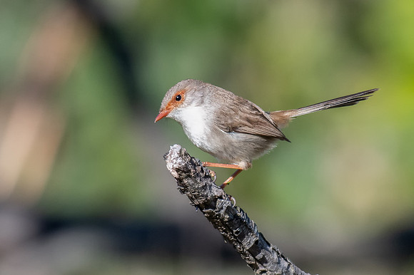 Superb Fairywren