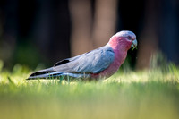 Galah