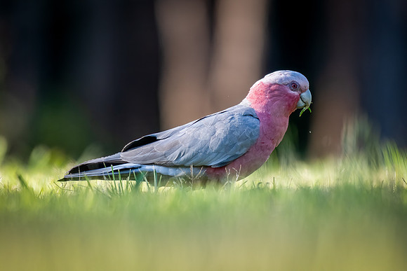 Galah