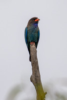 Dollarbird