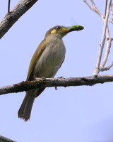 Graceful Honeyeater