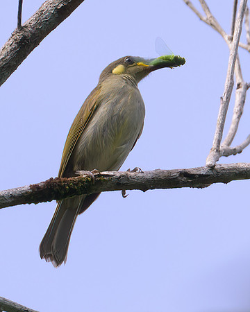 Graceful Honeyeater