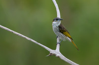 White-streaked Honeyeater