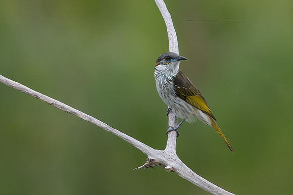 White-streaked Honeyeater