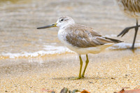 Nordmann's Greenshank