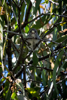 Mistletoebird