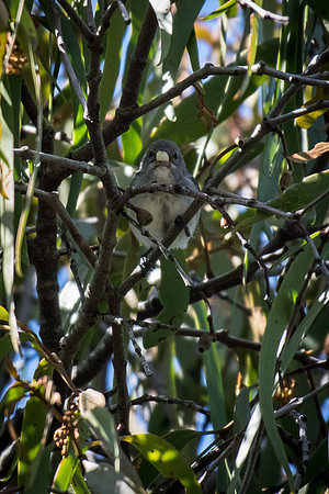 Mistletoebird