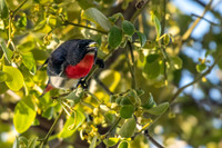 Mistletoebird