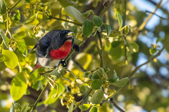 Mistletoebird