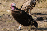 Lappet-faced Vulture