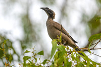 Helmeted Friarbird