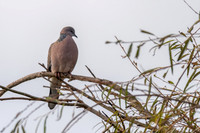 Spotted Dove