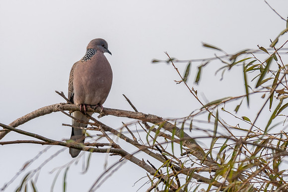 Spotted Dove