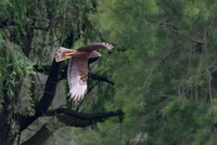 Swamp Harrier
