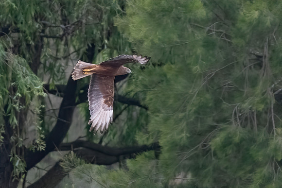 Swamp Harrier