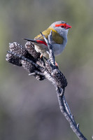 Red-browed Finch