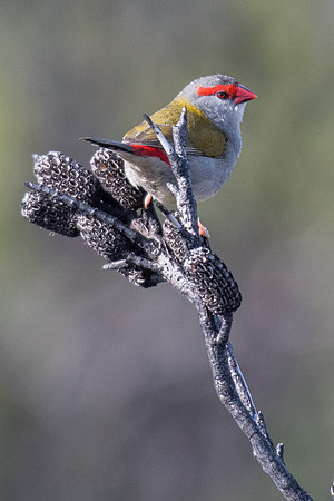 Red-browed Finch
