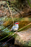 Red-browed Finch