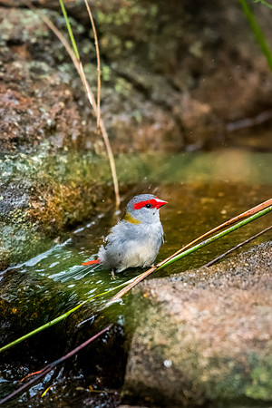 Red-browed Finch