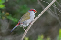 Red-browed Finch