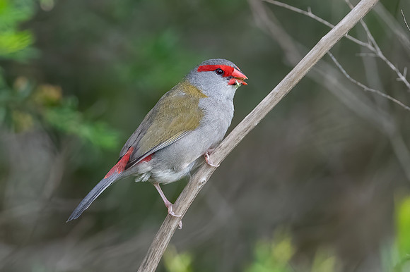 Red-browed Finch