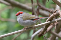 Red-browed Finch