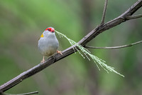 Red-browed Finch