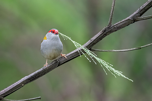 Red-browed Finch
