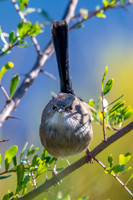 Superb Fairywren