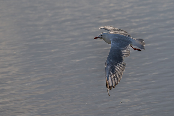 Silver Gull