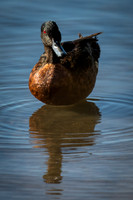 Chestnut Teal