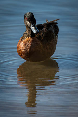 Chestnut Teal