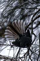 Grey Fantail