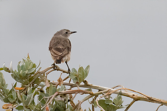 White-fronted Chat