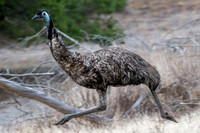 Emu