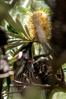 Red Wattlebird