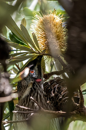 Red Wattlebird