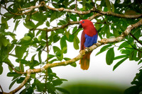 Eclectus Parrot
