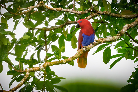 Eclectus Parrot