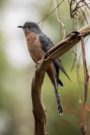 Fan-tailed Cuckoo