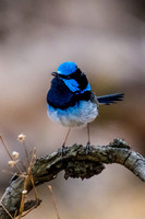 Superb Fairy-wren