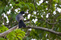 Black Butcherbird