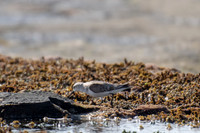 Red-necked Stint
