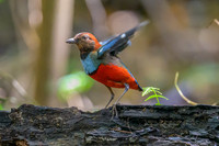 Papuan Pitta