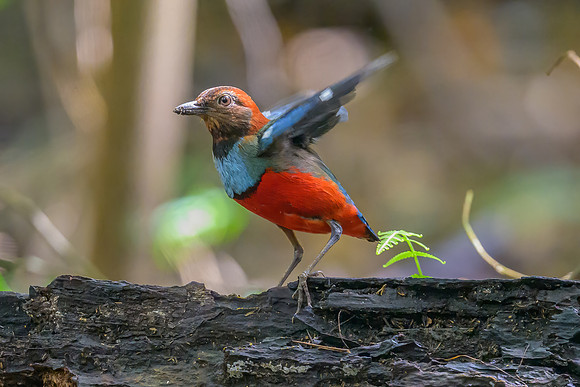 Papuan Pitta