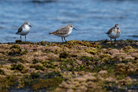 Red-necked Stint