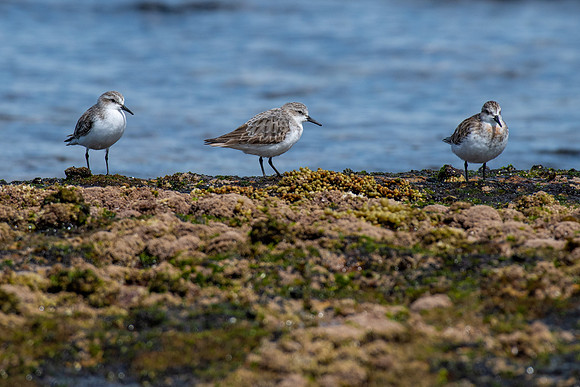 Red-necked Stint
