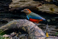 Papuan Pitta