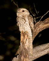 Papuan Frogmouth