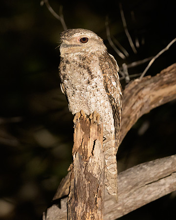 Papuan Frogmouth